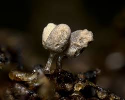 Attēlu rezultāti vaicājumam “Arcyria cinerea spores”