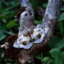 Attēlu rezultāti vaicājumam “Abraxas sylvata”