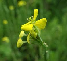 Attēlu rezultāti vaicājumam “Erysimum hieracifolium fruit”