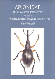 Attēlu rezultāti vaicājumam “Apionidae”