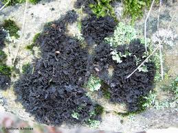 Attēlu rezultāti vaicājumam “Leptogium lichenoides”