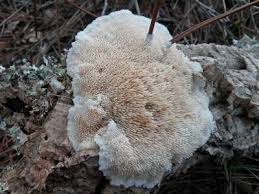 Attēlu rezultāti vaicājumam “Steccherinum fimbriatum”