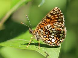 Attēlu rezultāti vaicājumam “Melitaea diamina”