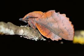 Attēlu rezultāti vaicājumam “Cribraria ferruginea macro”