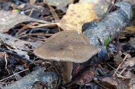 Attēlu rezultāti vaicājumam “Polyporus brumalis”