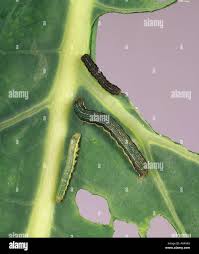 Attēlu rezultāti vaicājumam “Mamestra brassicae larva”