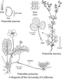 Image result for Potentilla anserina