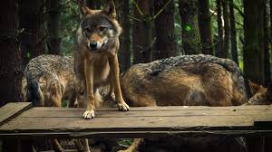 Image result for Edinburgh Wolves