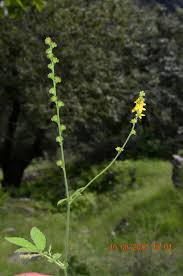 Attēlu rezultāti vaicājumam “Agrimonia pilosa flower”
