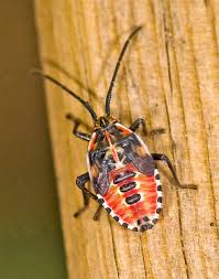 Attēlu rezultāti vaicājumam “Eurydema dominulus”