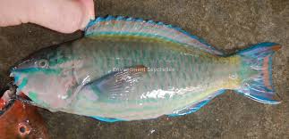 Image result for Scarus psittacus