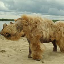 Image result for Rhyl Rhinos