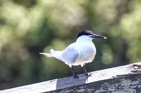 Attēlu rezultāti vaicājumam “Sterna sandvicensis”