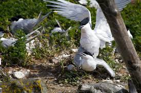 Attēlu rezultāti vaicājumam “Sterna sandvicensis adult”