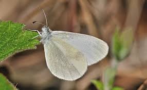 Attēlu rezultāti vaicājumam “Leptidea sinapis”