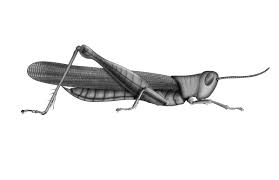 Attēlu rezultāti vaicājumam “Orthoptera”