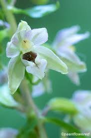Attēlu rezultāti vaicājumam “Epipactis helleborine flower”