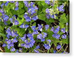 Image result for Veronica chamaedrys
