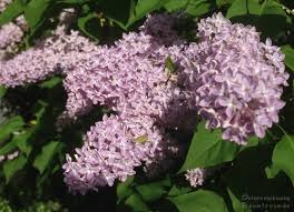 Image result for flieder