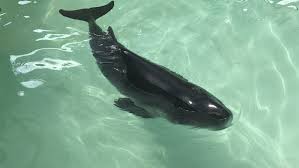 Image result for Kogia breviceps