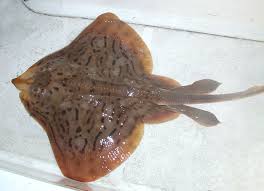 Image result for Rostroraja eglanteria