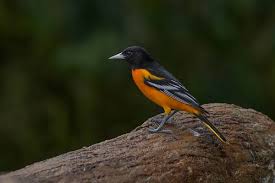 Image result for Icterus galbula