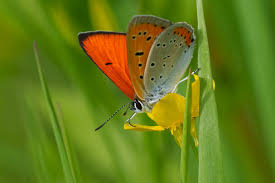 Attēlu rezultāti vaicājumam “Lycaena dispar male”
