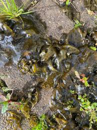 Attēlu rezultāti vaicājumam “Nostoc commune macro”