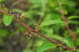 Attēlu rezultāti vaicājumam “Chenopodium polyspermum leaf”