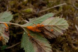Attēlu rezultāti vaicājumam “Triphragmium ulmariae”