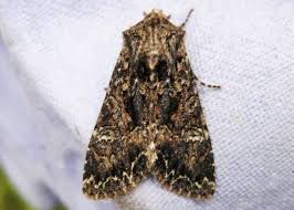 Attēlu rezultāti vaicājumam “Mniotype satura”