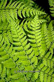 Attēlu rezultāti vaicājumam “Dryopteris expansa”