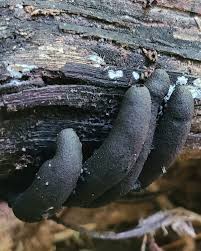 Attēlu rezultāti vaicājumam “Xylaria polymorpha”