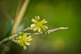 Attēlu rezultāti vaicājumam “Crepis tectorum flower”