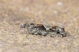 Attēlu rezultāti vaicājumam “Epinotia immundana”