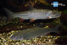 Image result for Chondrostoma nasus