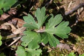 Attēlu rezultāti vaicājumam “Ranunculus cassubicus leaf”