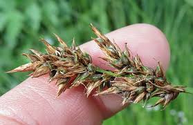 Attēlu rezultāti vaicājumam “Carex appropinquata fruit”