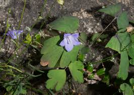 Attēlu rezultāti vaicājumam “Campanula rotundifolia leaf”