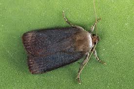 Attēlu rezultāti vaicājumam “Amphipyra livida”