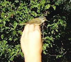 Image result for Vermivora peregrina