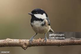 Attēlu rezultāti vaicājumam “Periparus ater”