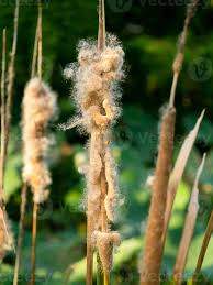 Attēlu rezultāti vaicājumam “Typha angustifolia  fruit”