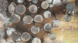 Attēlu rezultāti vaicājumam “Lamproderma pseudomaculatum”