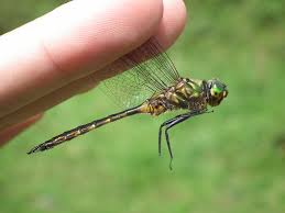 Attēlu rezultāti vaicājumam “Somatochlora flavomaculata”