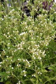 Image result for Stevia rebaudiana