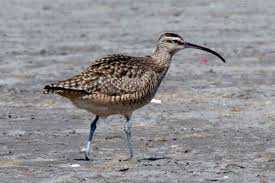 Image result for Numenius hudsonicus