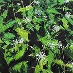 Attēlu rezultāti vaicājumam “Stellaria nemorum leaf”