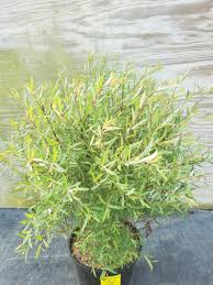 Attēlu rezultāti vaicājumam “Salix purpurea”