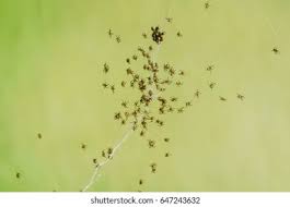 Attēlu rezultāti vaicājumam “Aranei”